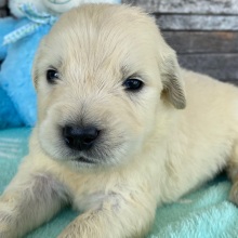 Golden Retriever Puppy Archer