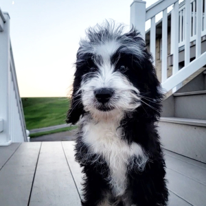 Bernedoodle Puppy Kobe