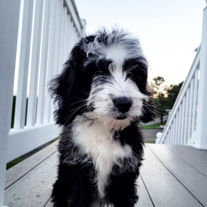 Bernedoodle Puppy Kobe