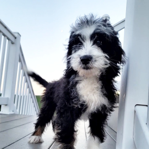 Bernedoodle Puppy Kobe