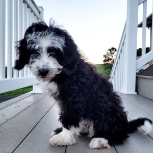 Bernedoodle Puppy Kobe