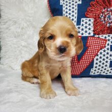 Cocker Spaniel Puppy Cove