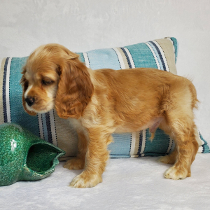 Cocker Spaniel Puppy Cove