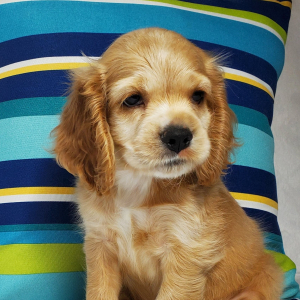 Cocker Spaniel Puppy Cove