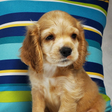 Cocker Spaniel Puppy Cove