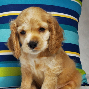Cocker Spaniel Puppy Cove
