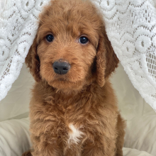 Goldendoodle Puppy Chester