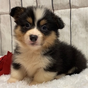 American Corgi Puppy Chloe