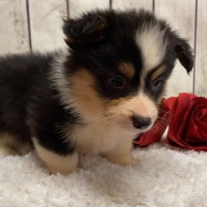 American Corgi Puppy Chloe
