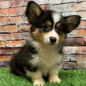 American Corgi Puppy Chloe