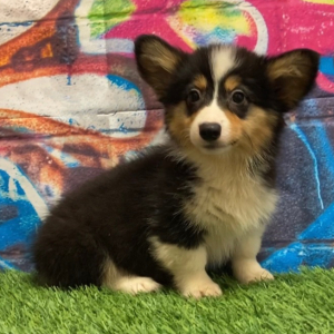 American Corgi Puppy Chloe