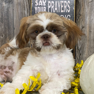 Shih Tzu Puppy Jack