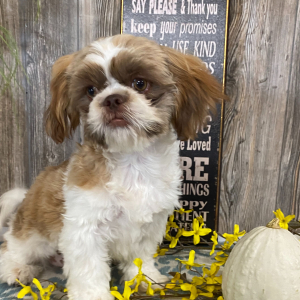 Shih Tzu Puppy Jack