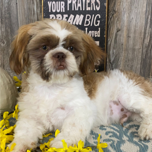 Shih Tzu Puppy Jack