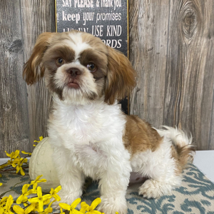 Shih Tzu Puppy Jack