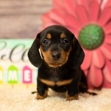 Dachshund Puppy Maybell