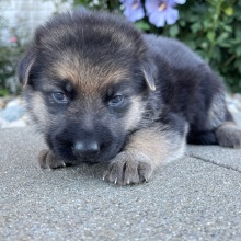 German Shepherd Dog Puppy Darla