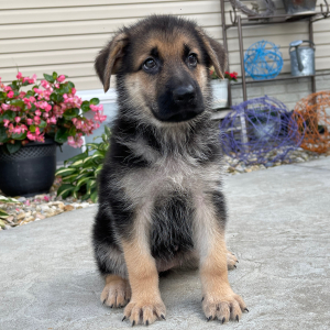 German Shepherd Dog Puppy Darla