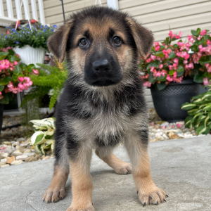 German Shepherd Dog Puppy Darla