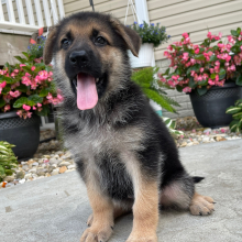 German Shepherd Dog Puppy Darla