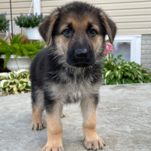 German Shepherd Dog Puppy Darla