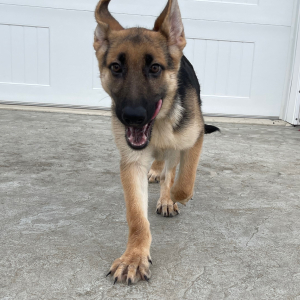 German Shepherd Dog Puppy Darla