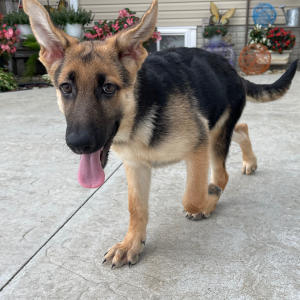 German Shepherd Dog Puppy Darla