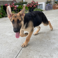 German Shepherd Dog Puppy Darla
