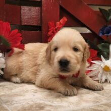 Golden Retriever Puppy Larho