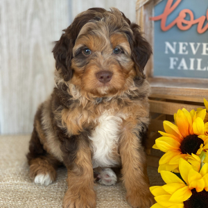 Aussiedoodle Puppy Ethan