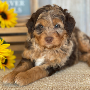 Aussiedoodle Puppy Ethan