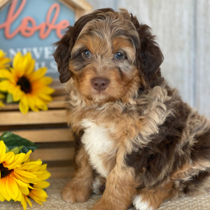 Aussiedoodle Puppy Ethan