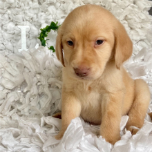 Labrador Retriever Puppy Hangman