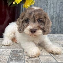 Cockapoo Puppy Viktor