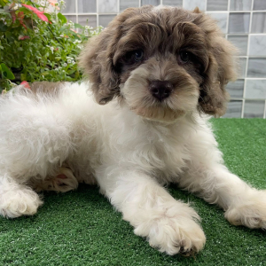 Cockapoo Puppy Viktor