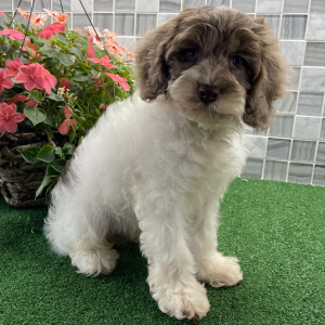 Cockapoo Puppy Viktor