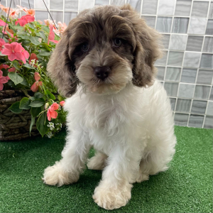 Cockapoo Puppy Viktor
