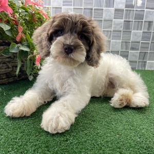 Cockapoo Puppy Viktor