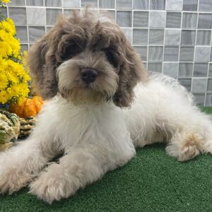 Cockapoo Puppy Viktor