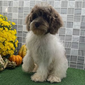 Cockapoo Puppy Viktor
