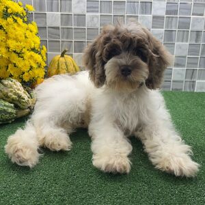 Cockapoo Puppy Viktor