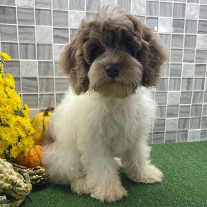 Cockapoo Puppy Viktor