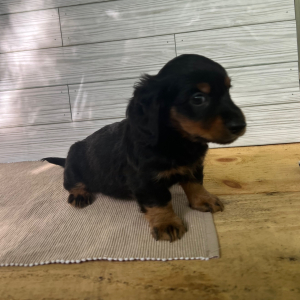 Dachshund Puppy Seth