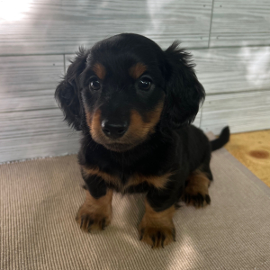 Dachshund Puppy Seth