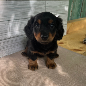 Dachshund Puppy Seth