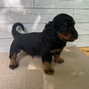 Dachshund Puppy Seth