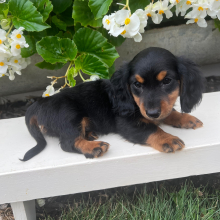 Dachshund Puppy Seth
