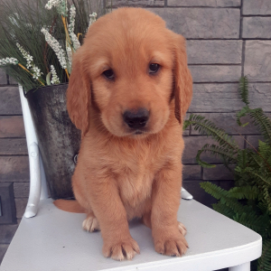 Golden Retriever Puppy Buddy