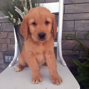 Golden Retriever Puppy Buddy