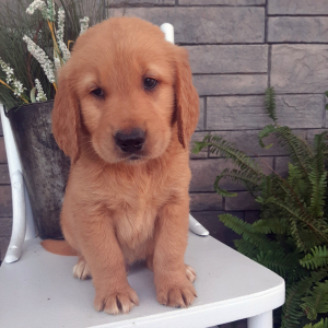 Golden Retriever Puppy Buddy